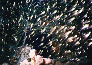 flashlight fish on the "skipjack 2" wreck in Fushivaru la... by Dave Baxter 